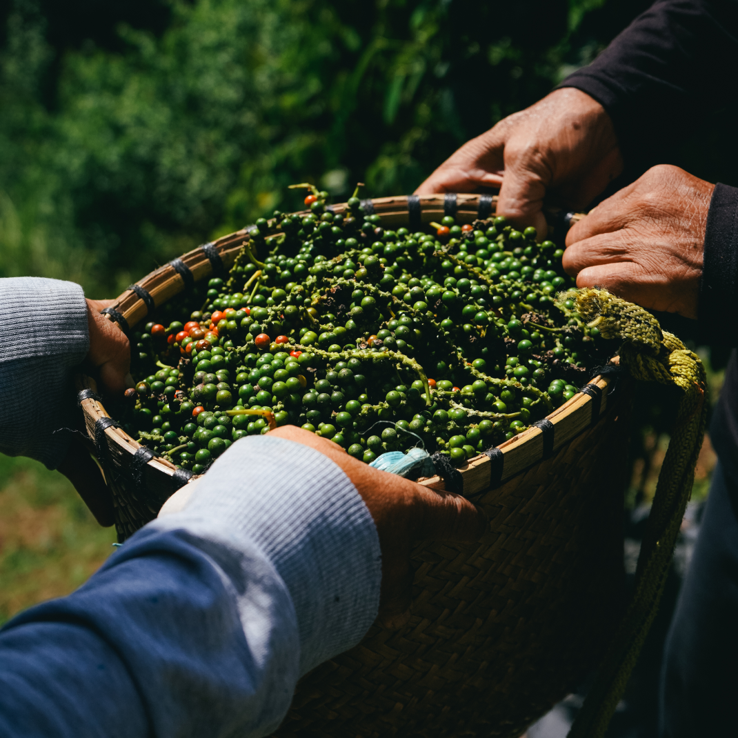 Black Majesty (Refill Reserve)