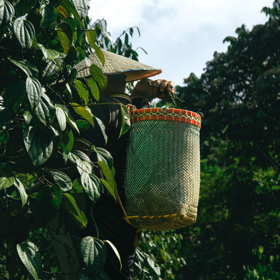 Black Majesty (Refill Reserve)