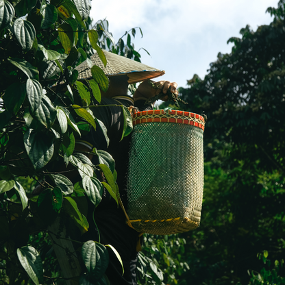 Black Majesty (Refill Reserve)